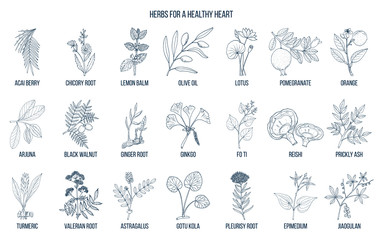 Fototapeta na wymiar Collection of best herbs for healthy heart