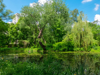 Fototapeta na wymiar Green trees on the shore of a picturesque pond. Moscow, Botanical garden , summer , day.