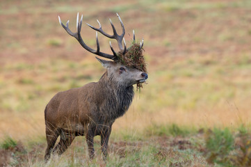 Red Deer Stag (Cervus elaphus)/Red Deer Stag with bracken in his antlers