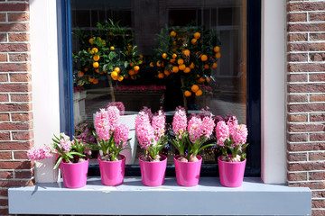 Flowers of pink Hyacinth and orange fruits in pots on a window sill, street view.