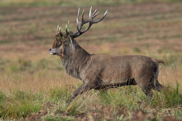 Red Deer Stag (Cervus elaphus)/Red Deer Stag with bracken in his antlers