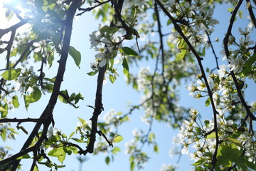 Blossoming tree branch with white flowers in a background of blue sky.