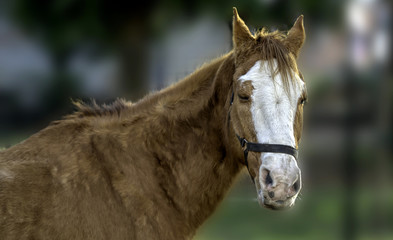workhorse with a white spot on the forehead
