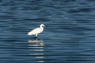 Little Egret, France, Camargue, summer