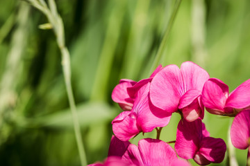 Purple inflorescence of wildflowers