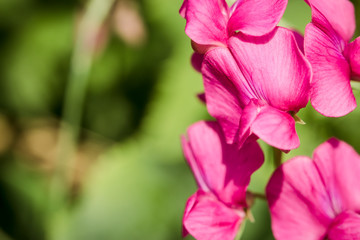 Purple inflorescence of wildflowers