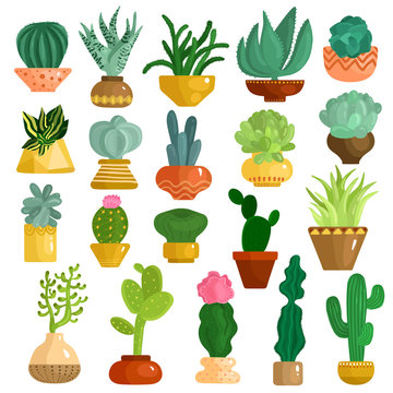 Cacti Succulents In Pots Set