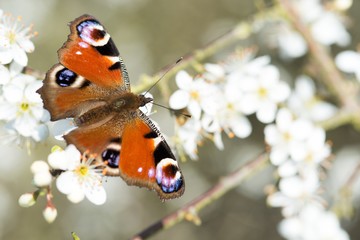 Tagpfauenauge (Aglais io, Inachis io, Nymphalis io) auf Schlehenblüten (Prunus spinosa),...