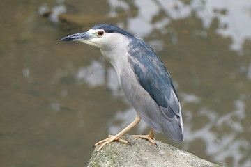 Vogel