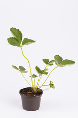 .Strawberry nursery white isolated background