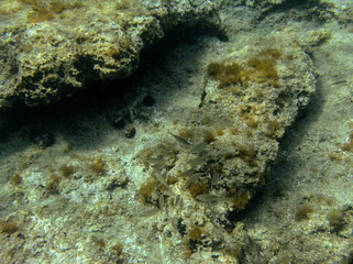 Underwater landcape in Hvar croatia