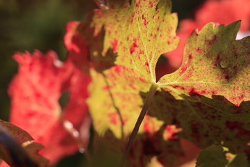 autumn wine leafs in vineyard