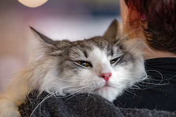 Norvegian forest cat portrait