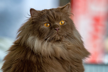Brown fur orange eyes cat portrait
