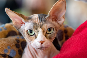 sphynx cat close up portrait