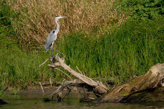 Wild Grey Heron bird in the Danube Delta Romania