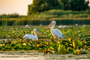Wild Pelican colony in Danube Delta at sunset