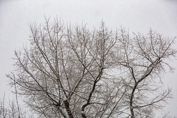 Fototapeta na wymiar Snow-covered branches of trees during a winter snowfall 