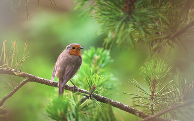 A robin on a Christmas tree