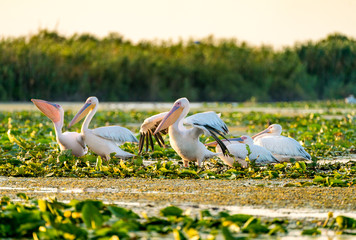 Pelican Colony preparing to sleep after sunset in Danube Delta Romania