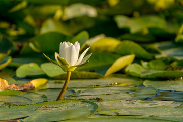 Water Lily nenuphar (Nymphaea alba) in Danube Delta