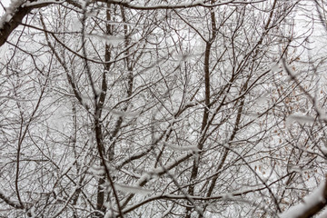 Snow-covered branches of trees during a winter snowfall
