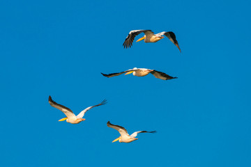 Pelicans flying in the Danube Delta