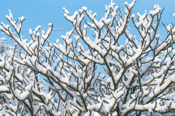 winter tree branch under snow on blue sky background