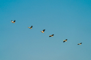 Pelicans flying in the Danube Delta