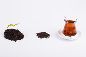 Tea sprouts and infused tea white background