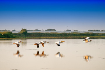 Fototapeta na wymiar White Pelicans flying (Pelecanus onocrotalus) in Danube Delta Romania
