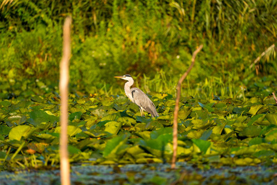 Grey Heron in Danube Delta wildlife photography