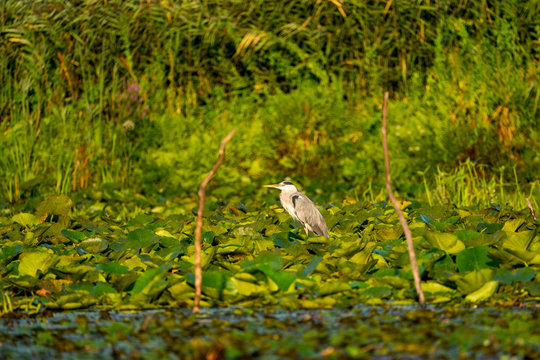 Grey Heron in Danube Delta wildlife photography