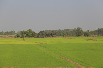 Fototapeta na wymiar Rural farmland. Rice field in Thailand. Wet paddy field. Beautiful trees in the center.
