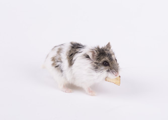 Hamster and house isolated on white background