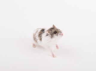 Fototapeta na wymiar Sweet and cute hamster white background