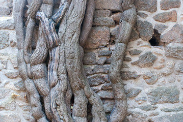Baumwurzel an Steinwand