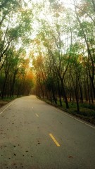 road in the wood
