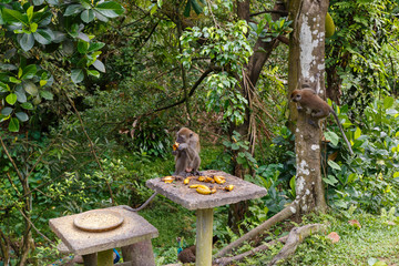 A monkey eats bananas