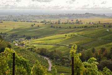 Wine fields germany palatine