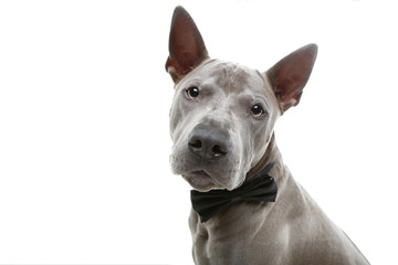 beautiful thai ridgeback dog in bow tie