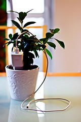 A green plant standing on a glass table with a white USB charger plugged in a pot