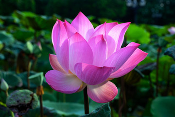 Obraz premium Water Lilly/Lotus