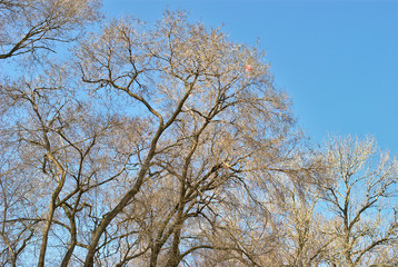 Tree Crown - Late Winter/Early Spring