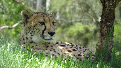Australien pur: Meer, Strand, Städte, Tiere- die Ostküste von Sydney nach Noosa Heads