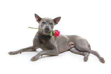 dog in bowtie holding rose in mouth