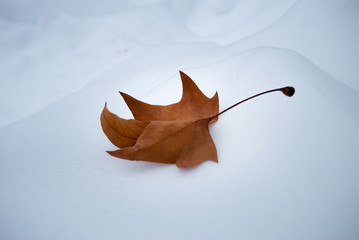 yellow maple leaf lies on the snow