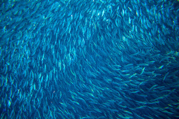 Saltwater sardine colony in ocean. Massive fish school undersea photo. - obrazy, fototapety, plakaty