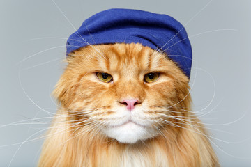 beautiful maine coon cat in hat