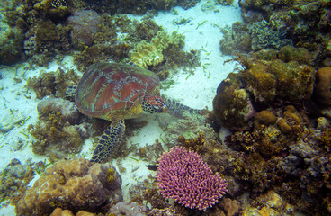 Naklejka na ściany i meble Sea tortoise in sea water. Marine green sea turtle closeup. Wildlife of tropical coral reef.